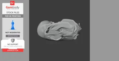Bear Skull