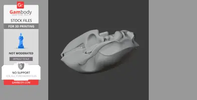 Bearded Seal Skull