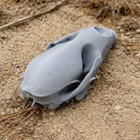 Bearded Seal Skull