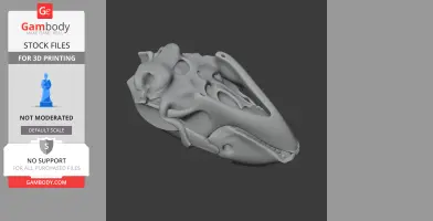 Bearded Seal Skull