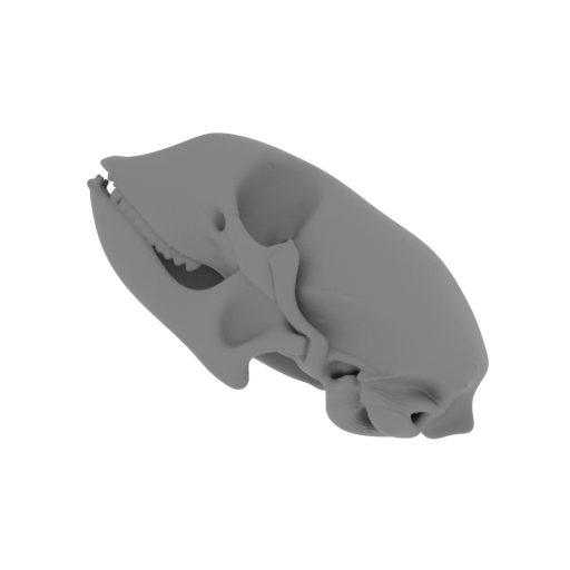 Bearded Seal Skull.stl