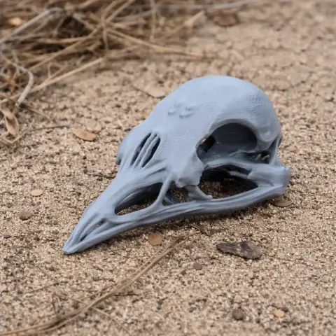 Bellbird Skull