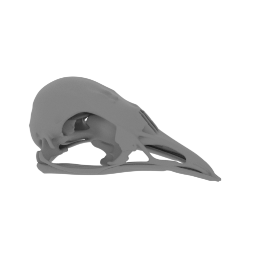 Bellbird Skull.stl