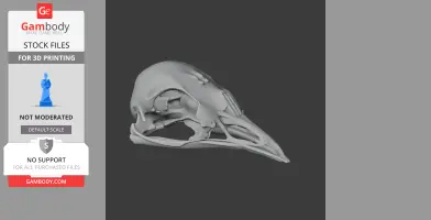 Bellbird Skull