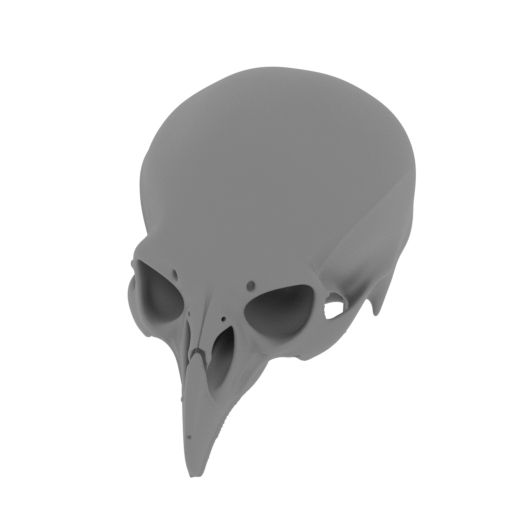 Birkenia Skull.stl