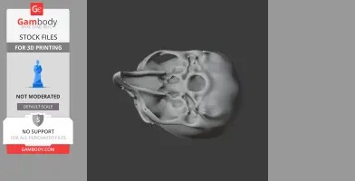 Birkenia Skull