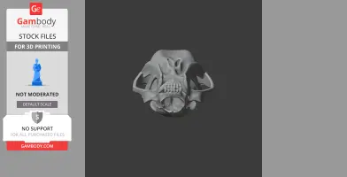Black Bear Skull