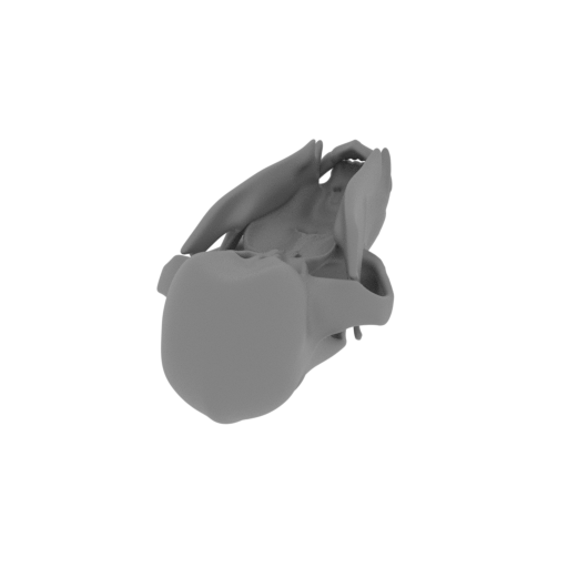 Black Bear Skull.stl