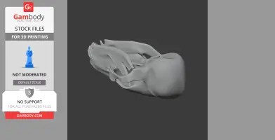 Black Bear Skull