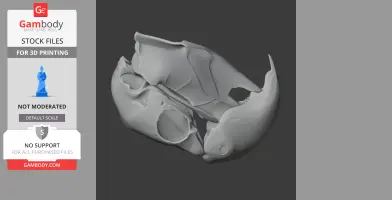 Black Palm Cockatoo Skull