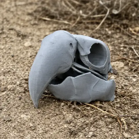 Black Palm Cockatoo Skull