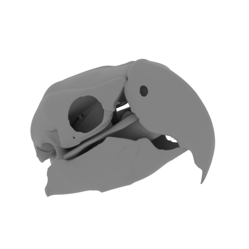 Black Palm Cockatoo Skull.stl