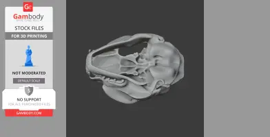 Black-footed Cat Skull