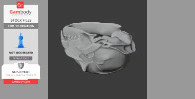 Black-footed Cat Skull