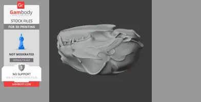 Black-footed Cat Skull
