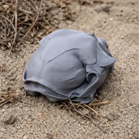 Black-footed Cat Skull