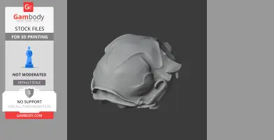 Black-footed Cat Skull