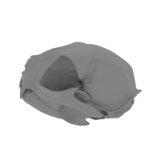 Black-footed Cat Skull.stl