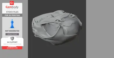 Black-footed Cat Skull