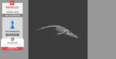 Blue Whale Skull