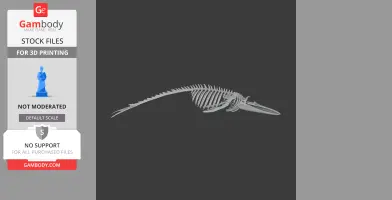 Blue Whale Skull