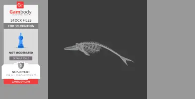 Blue Whale Skull
