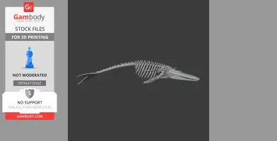 Blue Whale Skull