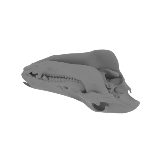Boar Skull.stl