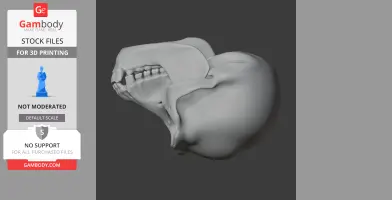 Bonobo Skull
