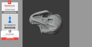 Bonobo Skull