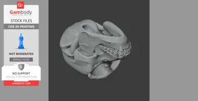 Bonobo Skull