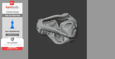 Bush Dog Skull
