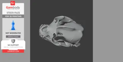 California Sea Lion Skull