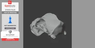 California Sea Lion Skull