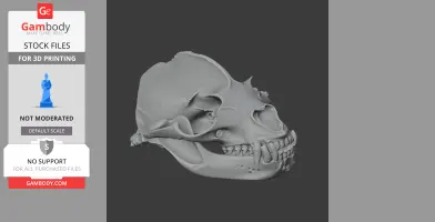 California Sea Lion Skull