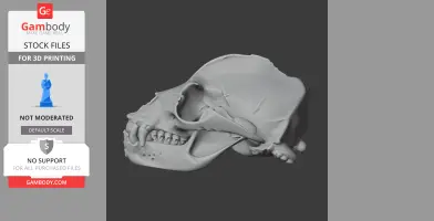 California Sea Lion Skull