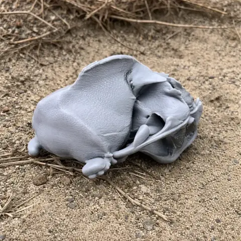 California Sea Lion Skull
