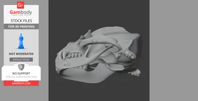 California Sea Lion Skull