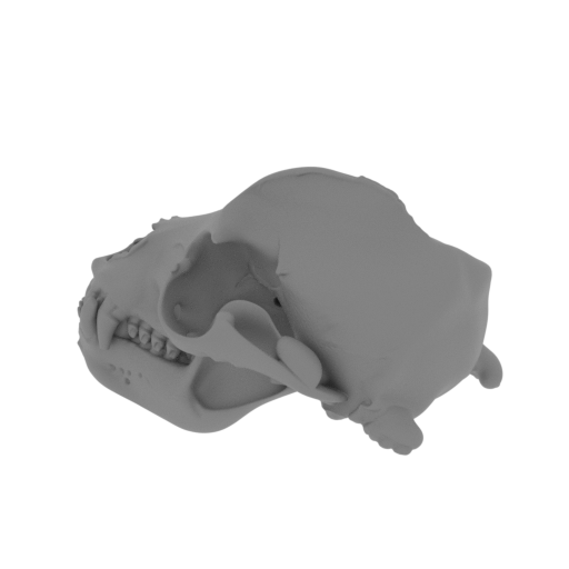 California Sea Lion Skull.stl