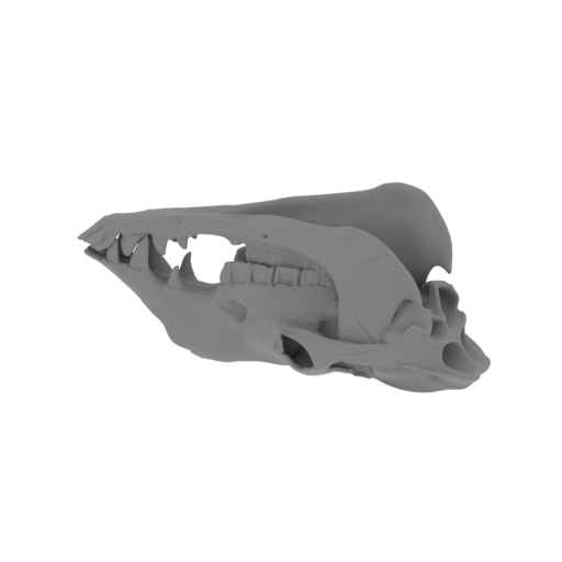 Camel Skull.stl