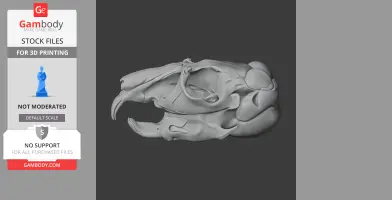 Chinchilla Skull