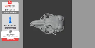 Chinchilla Skull