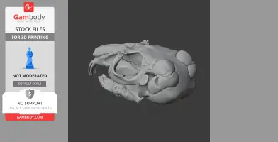 Chinchilla Skull