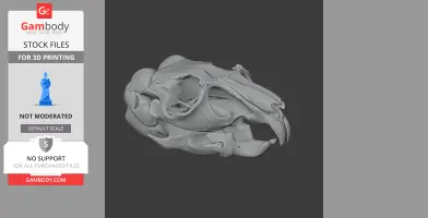 Chinchilla Skull