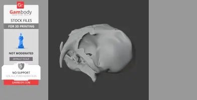 Clouded Leopard Skull