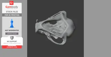 Clouded Leopard Skull