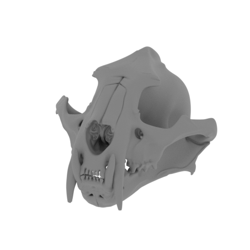 Clouded Leopard Skull.stl