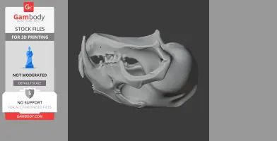 Clouded Leopard Skull