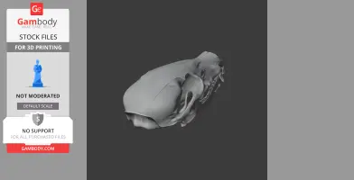 Coati Skull