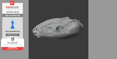 Coati Skull